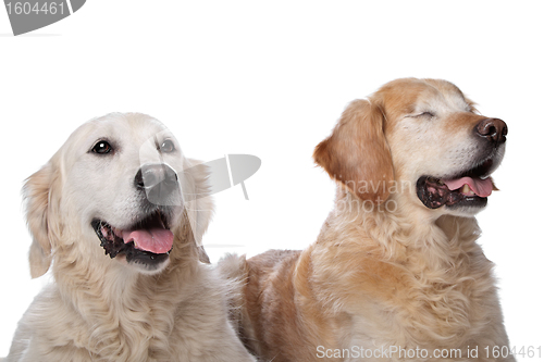 Image of Two Golden Retriever dogs