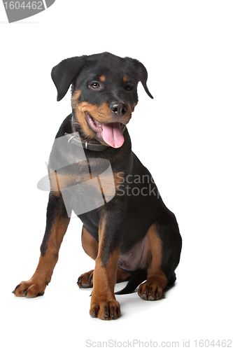 Image of Rottweiler puppy