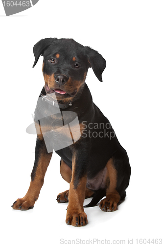 Image of Rottweiler puppy