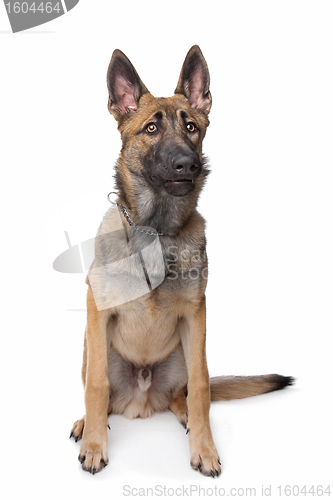 Image of Shepherd dog