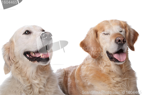 Image of Two Golden Retriever dogs