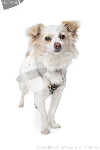 Image of long haired white chihuahua