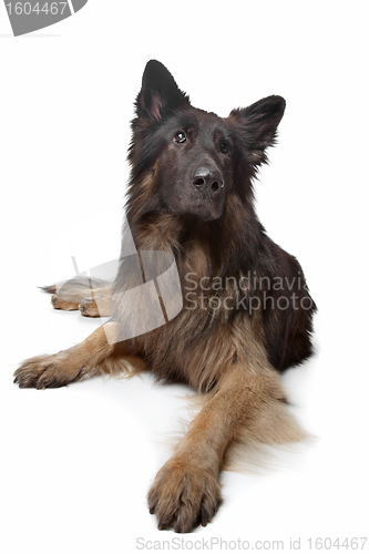 Image of Old German Shepherd Dog