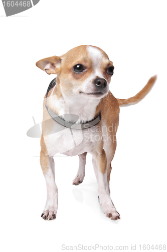 Image of Chihuahua