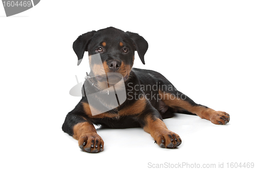 Image of Rottweiler puppy