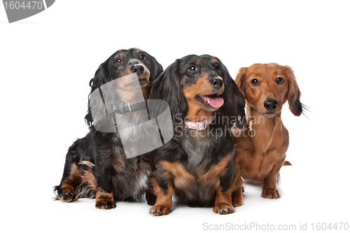 Image of dachshund dogs