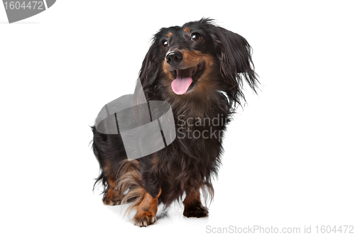 Image of Dachshund