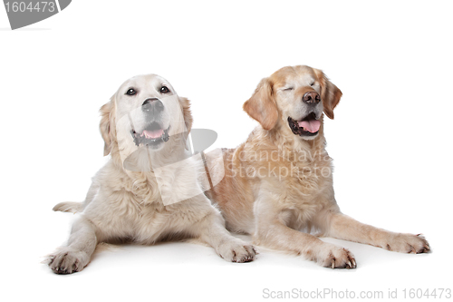 Image of Two Golden Retriever dogs