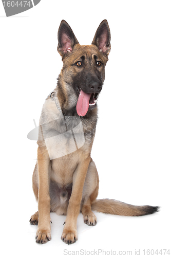 Image of Shepherd dog