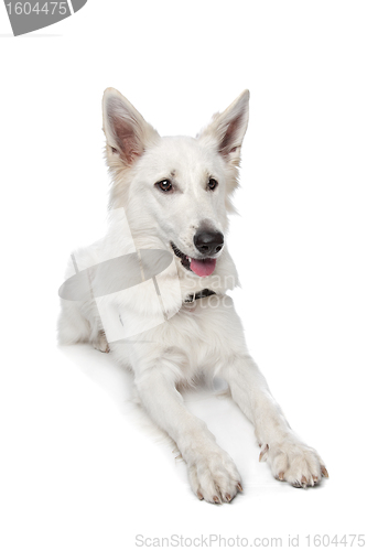 Image of White shepherd dog