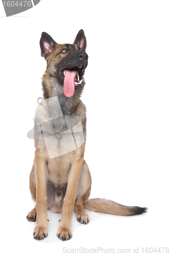 Image of Shepherd dog