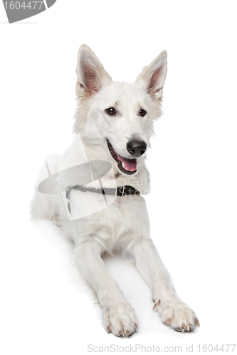Image of White shepherd dog
