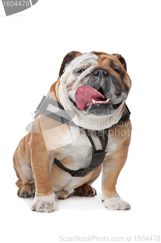 Image of English Bulldog