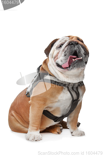 Image of English Bulldog