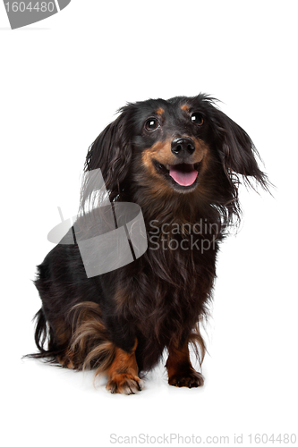 Image of Dachshund