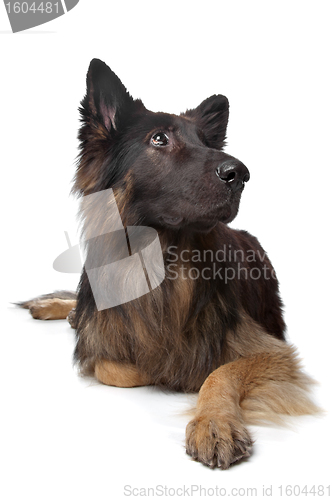 Image of Old German Shepherd Dog