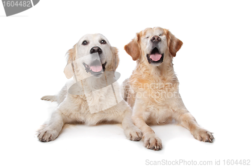 Image of Two Golden Retriever dogs