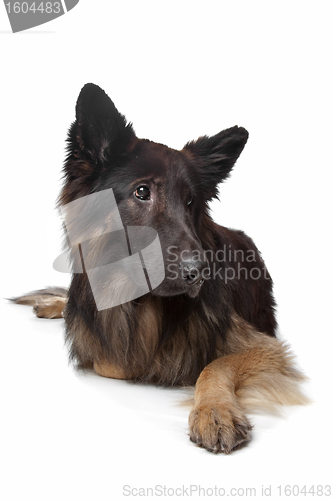 Image of Old German Shepherd Dog