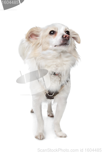 Image of long haired white chihuahua