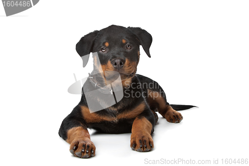 Image of Rottweiler puppy