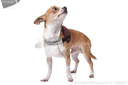 Image of Chihuahua