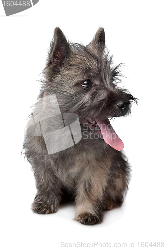 Image of Cairn Terrier