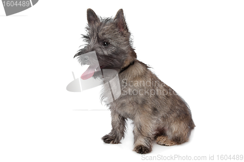 Image of Cairn Terrier