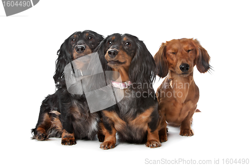 Image of dachshund dogs