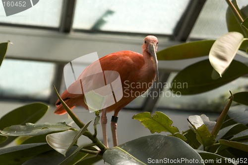 Image of scarlet ibis