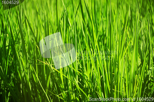 Image of Rice Plant