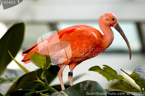 Image of scarlet ibis