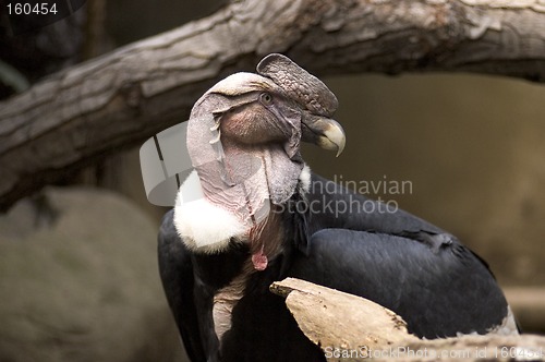 Image of andean condor vulture