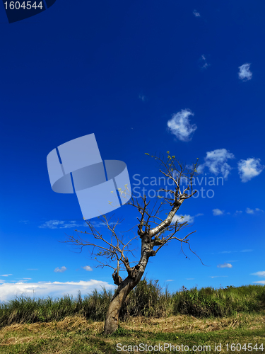 Image of Lone Tree