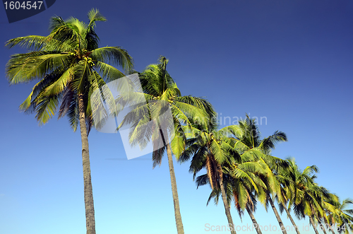 Image of Coconut Trees