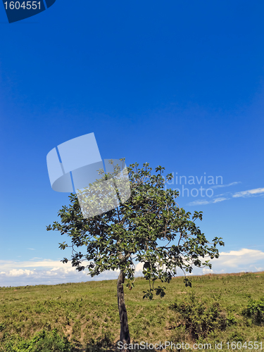 Image of Lone Tree