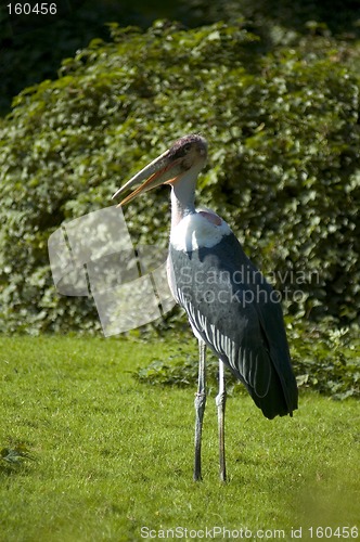 Image of marabou stork