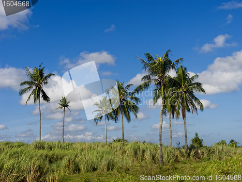 Image of Coconut Trees