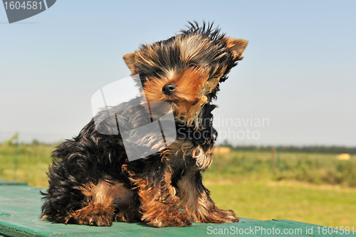 Image of puppy yorkshire terrier