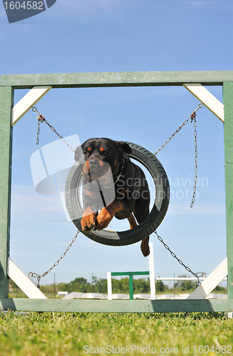 Image of jumping rottweiler