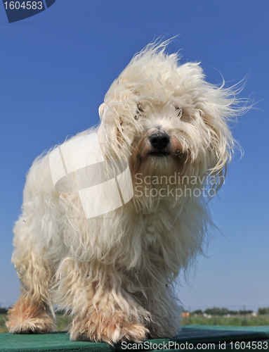 Image of maltese dog