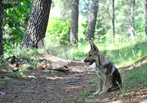 Image of czechoslovak puppy dog