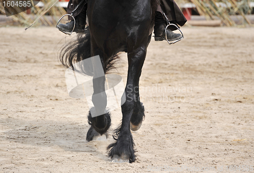 Image of dressage