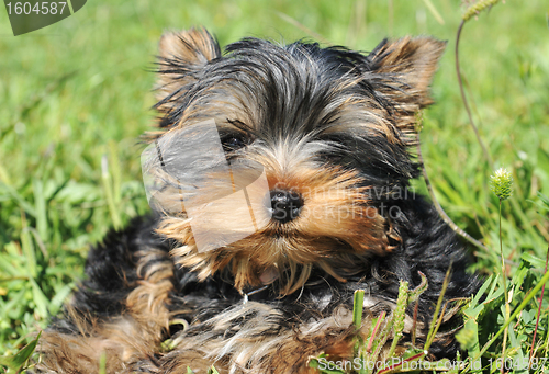 Image of puppy yorkshire terrier