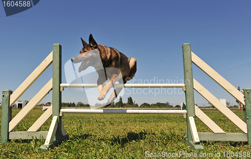 Image of jumping german shepherd