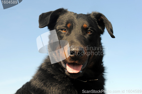 Image of french shepherd