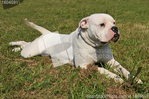 Image of american bulldog