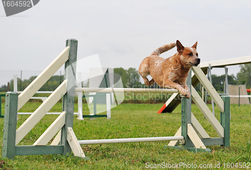 Image of agility dog