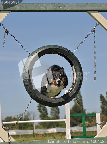 Image of border collie in agililty