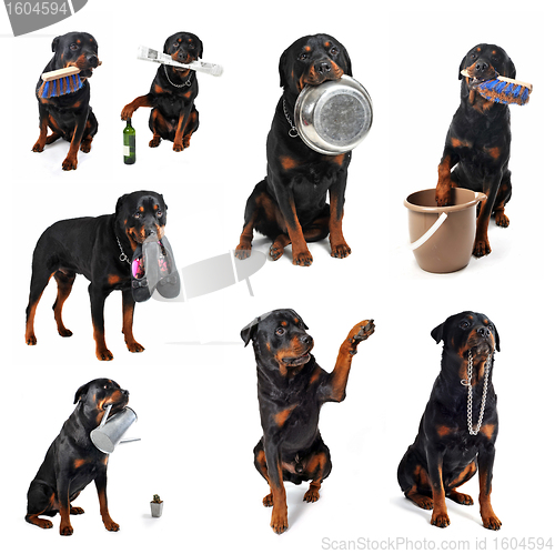 Image of rottweiler and objects