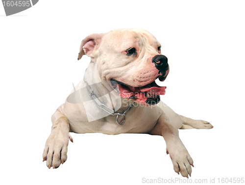 Image of american bulldog